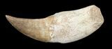 Rooted Mosasaur (Eremiasaurus) Tooth #43157-1